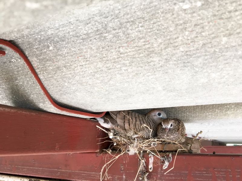 Bird Nest Removal