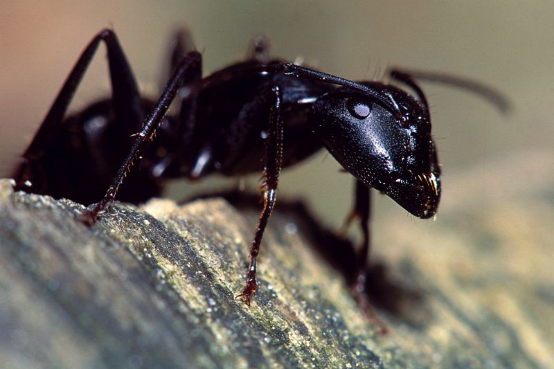Carpenter Ant Extermination in Arlington, TX