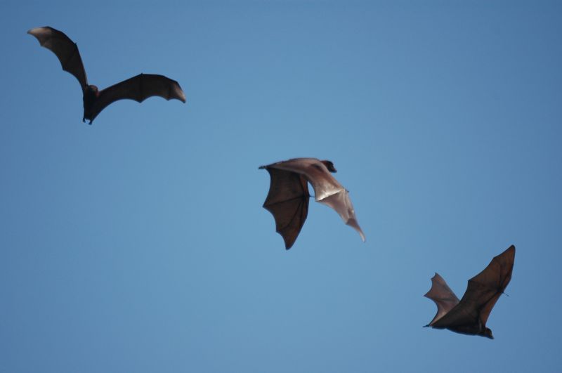How Birds And Bats Impact Commercial Buildings And Facilities