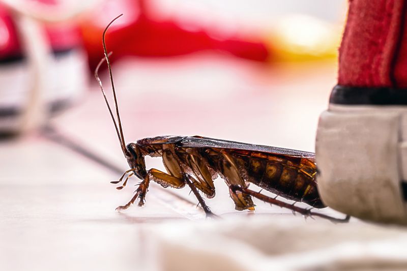 Roach Fumigation in Clarksville, TN