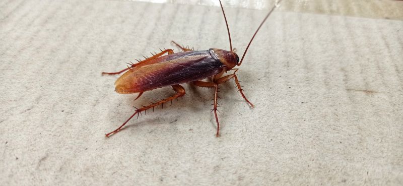 Roach Fumigation in Franklin, TN