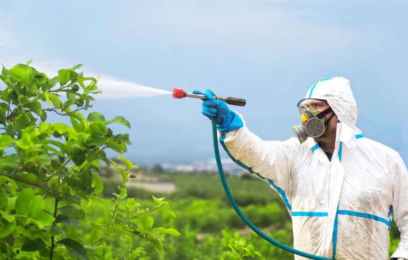 Spider Fumigation Service in Santa Fe, NM