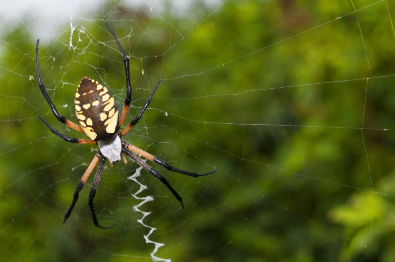 Spider Fumigation Service in Fort Myers, FL