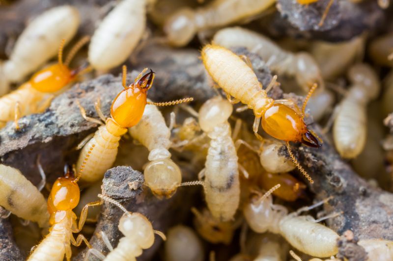 Termite Tenting in San Antonio, TX