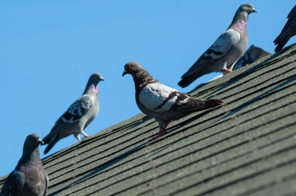 Pigeon Removal