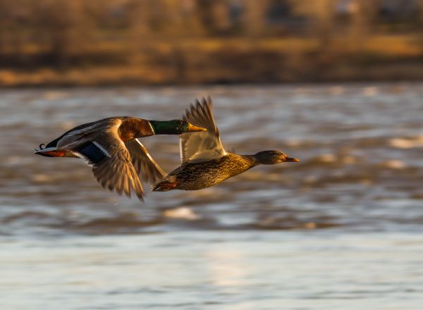 Waterfowl Control