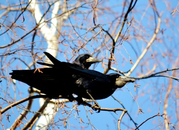 Crow Removal