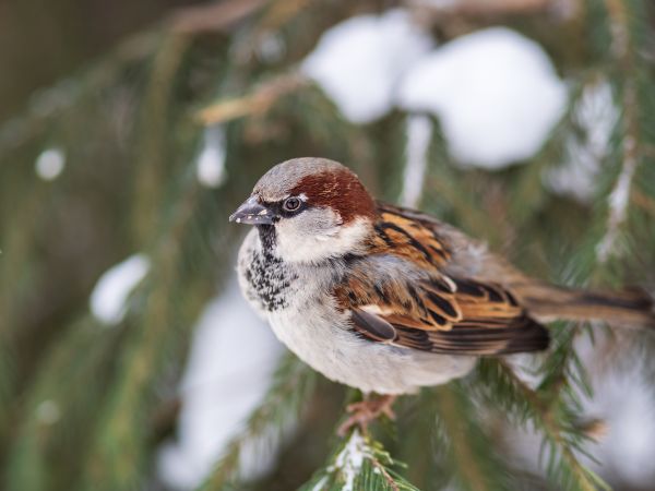 Sparrow Control