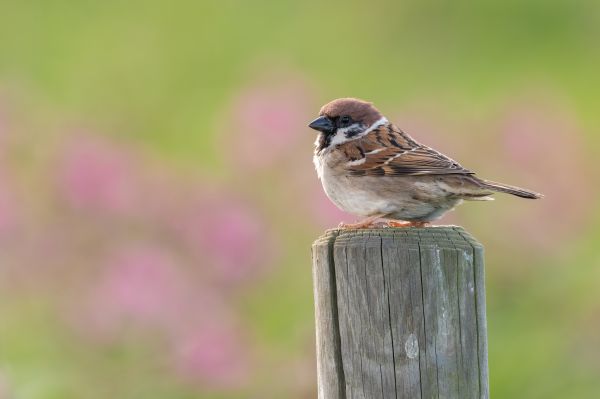 Sparrow Management