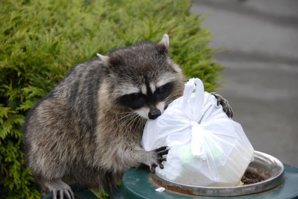 Animal Control Service