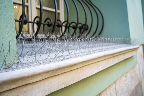 Bird Control Services