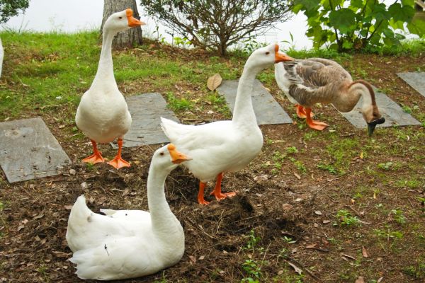 Goose Removal