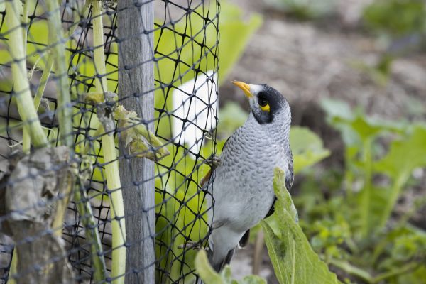 Bird Netting Installation - Bird Netting Installation Jacksonville, Florida
