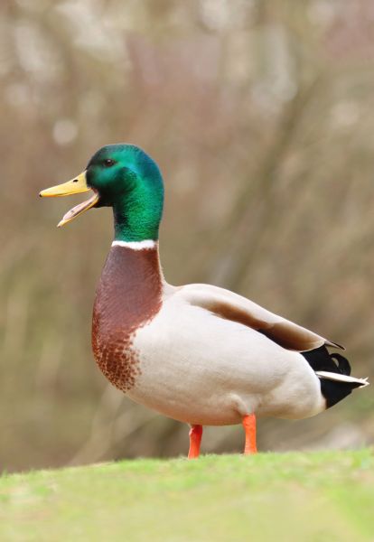 Duck Management