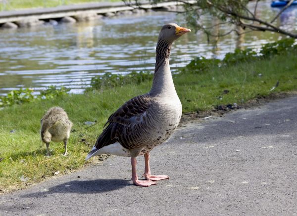 Duck Control