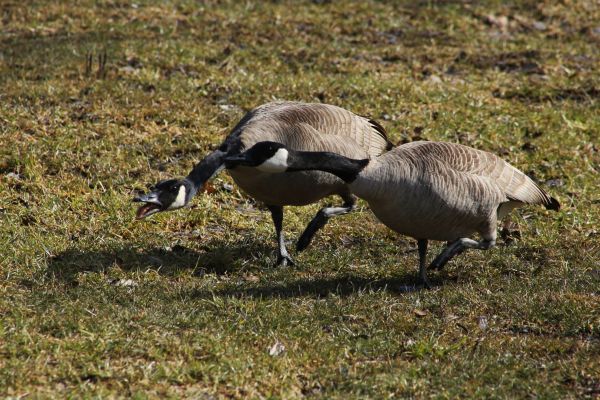 Canada Geese Control - Canada Geese Control Herndon, Virginia